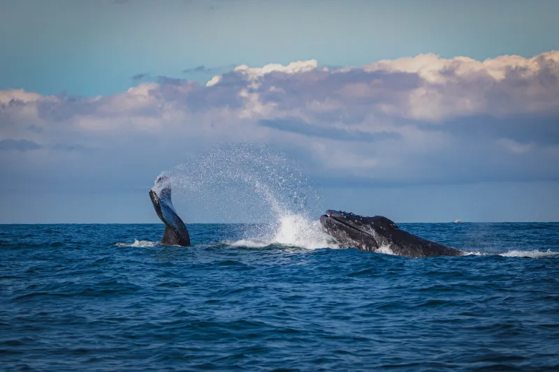 Miriam Siordia, a Puerto Vallarta resident and Realtor Specialist, captures breathtaking footage of two humpback whales breaching in the ocean.